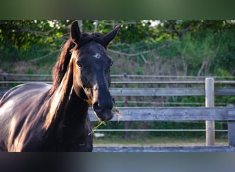 Hanoverian, Mare, 7 years, 16.1 hh, Black