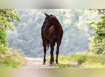 Hanoverian, Mare, 7 years, 16.1 hh, Black