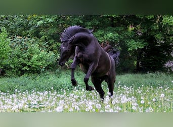 Hanoverian, Mare, 7 years, 16.1 hh, Black