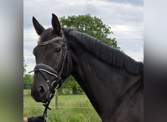Hanoverian, Mare, 7 years, 16.1 hh, Black
