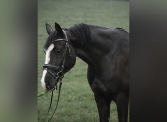 Hanoverian, Mare, 7 years, 16.1 hh, Black