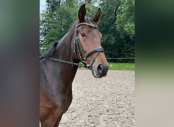 Hanoverian, Mare, 7 years, 16.1 hh, Brown
