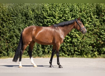 Hanoverian, Mare, 7 years, 16.1 hh, Brown