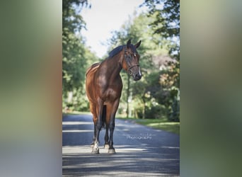 Hanoverian, Mare, 7 years, 16.1 hh, Brown