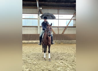 Hanoverian, Mare, 7 years, 16,1 hh, Chestnut