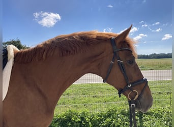 Hanoverian, Mare, 7 years, 16,1 hh, Chestnut