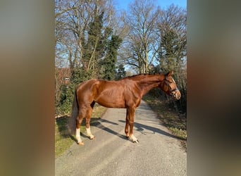 Hanoverian, Mare, 7 years, 16,1 hh, Chestnut