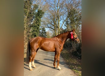 Hanoverian, Mare, 7 years, 16,1 hh, Chestnut