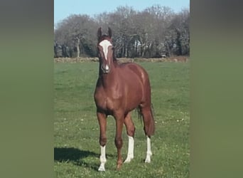 Hanoverian, Mare, 7 years, 16.1 hh, Chestnut-Red