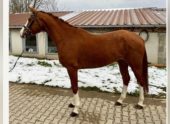 Hanoverian, Mare, 7 years, 16.1 hh, Chestnut-Red