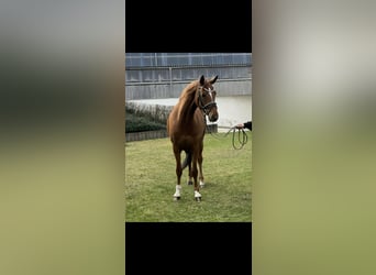 Hanoverian, Mare, 7 years, 16.1 hh, Chestnut-Red