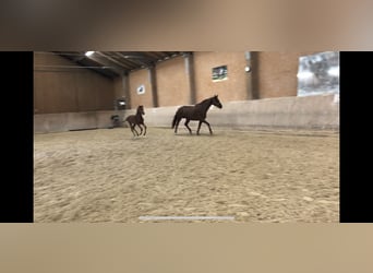 Hanoverian, Mare, 7 years, 16,1 hh, Chestnut-Red