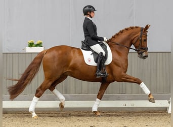 Hanoverian, Mare, 7 years, 16.1 hh, Chestnut-Red
