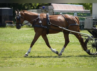 Hanoverian, Mare, 7 years, 16.1 hh, Chestnut-Red