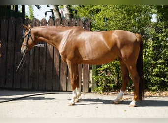 Hanoverian, Mare, 7 years, 16.1 hh, Chestnut-Red