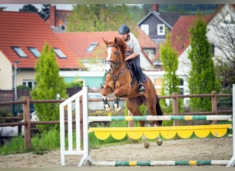 Hanoverian, Mare, 7 years, 16,1 hh, Chestnut-Red