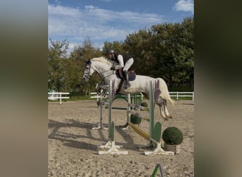 Hanoverian, Mare, 7 years, 16.1 hh, Grey