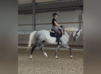Hanoverian, Mare, 7 years, 16.1 hh, Grey