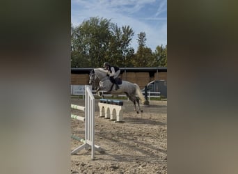 Hanoverian, Mare, 7 years, 16.1 hh, Grey