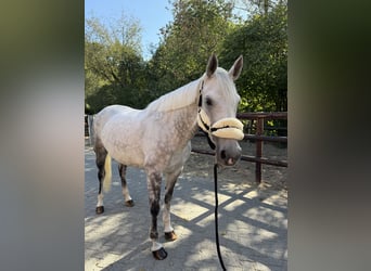 Hanoverian, Mare, 7 years, 16.1 hh, Grey