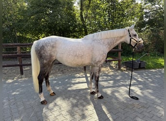 Hanoverian, Mare, 7 years, 16.1 hh, Grey