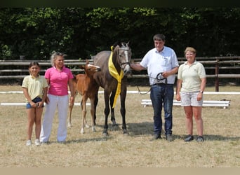 Hanoverian, Mare, 7 years, 16.1 hh, Grey