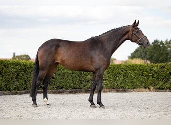 Hanoverian, Mare, 7 years, 16.2 hh, Bay-Dark