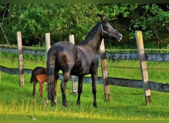 Hanoverian, Mare, 7 years, 16.2 hh, Black