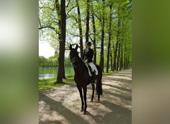 Hanoverian, Mare, 7 years, 16,2 hh, Black