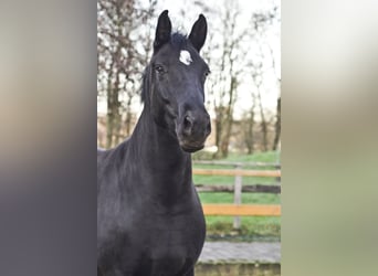 Hanoverian, Mare, 7 years, 16,2 hh, Black