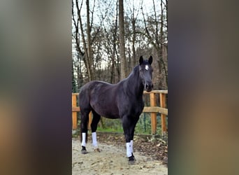 Hanoverian, Mare, 7 years, 16,2 hh, Black