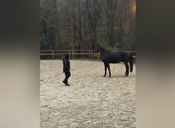 Hanoverian, Mare, 7 years, 16,2 hh, Black