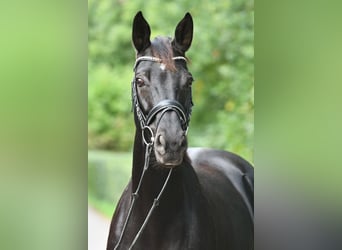 Hanoverian, Mare, 7 years, 16.2 hh, Black