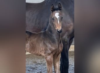 Hanoverian, Mare, 7 years, 16.2 hh, Brown