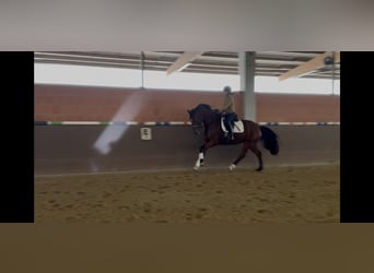 Hanoverian, Mare, 7 years, 16.2 hh, Brown