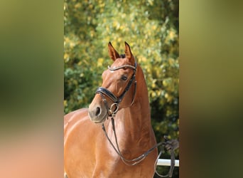 Hannoveraner, Stute, 7 Jahre, 16,2 hh, Brauner