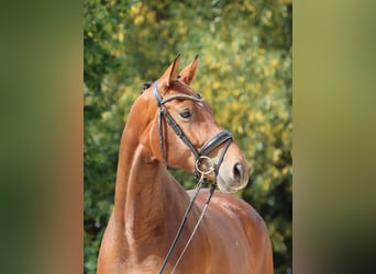 Hannoveraner, Stute, 7 Jahre, 16,2 hh, Brauner