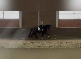 Hanoverian, Mare, 7 years, 16.2 hh, Brown