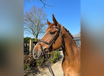 Hanoverian, Mare, 7 years, 16.2 hh, Brown