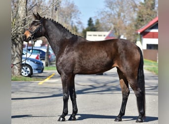 Hanoverian, Mare, 7 years, 16.2 hh, Brown