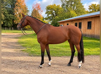 Hanoverian, Mare, 7 years, 16.2 hh, Brown