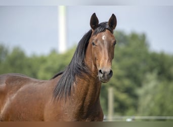 Hanoverian, Mare, 7 years, 16.2 hh, Brown