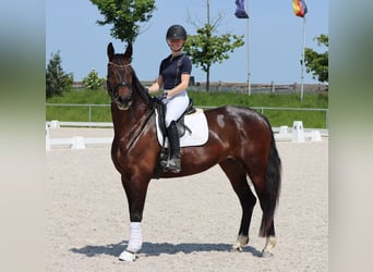 Hanoverian, Mare, 7 years, 16.2 hh, Brown