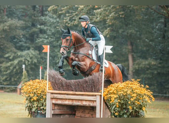Hanoverian, Mare, 7 years, 16.2 hh, Brown