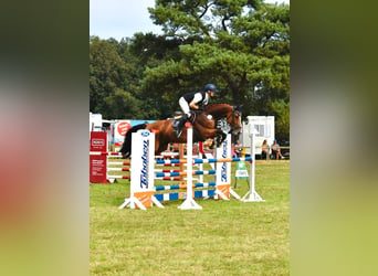 Hanoverian, Mare, 7 years, 16.2 hh, Brown