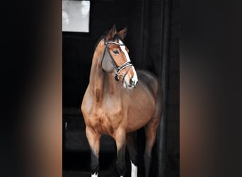 Hanoverian, Mare, 7 years, 16.2 hh, Brown