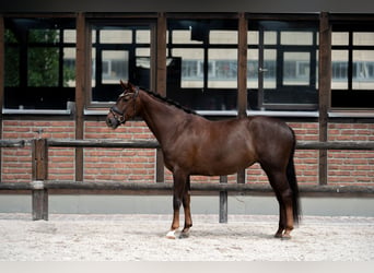 Hanoverian, Mare, 7 years, 16.2 hh, Chestnut