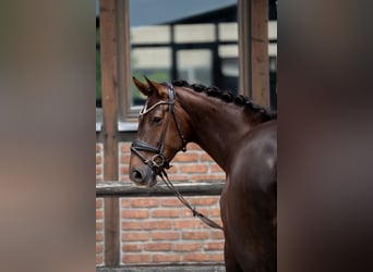 Hanoverian, Mare, 7 years, 16.2 hh, Chestnut