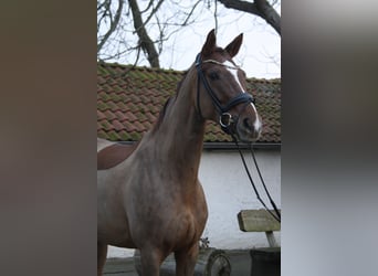 Hanoverian, Mare, 7 years, 16,2 hh, Chestnut