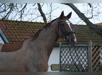 Hanoverian, Mare, 7 years, 16,2 hh, Chestnut